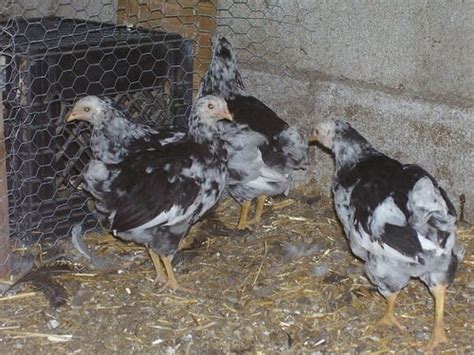 Image result for Java Chicken Hatching Eggs