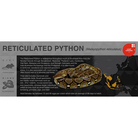 Ivory Reticulated Python に対する画像結果
