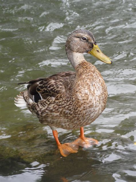 Image result for Java Duck Type