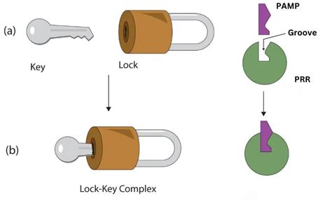 Image result for Complement C3 Production