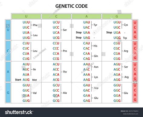 Image result for Table for Genetic Code