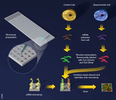 Image result for DNA Microarray for Human Cancer