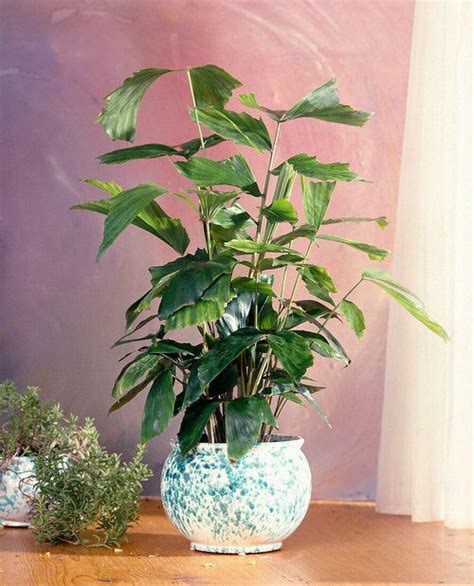 Toradh íomhá ar Fiddle Look Like