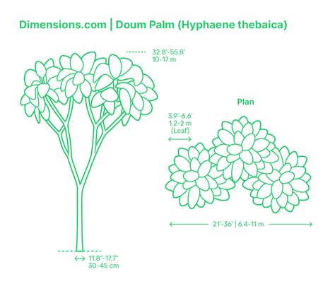 Image result for Oak Tree Width