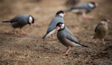 Java Sparrow P4ictures に対する画像結果