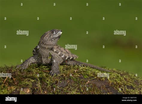 Image result for Snapping Turtle Hatchling