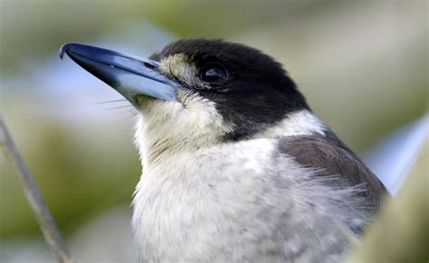 Image result for Australian Butcher Bird Sound
