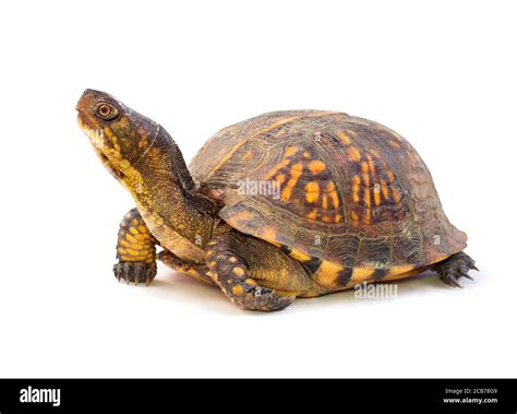 Image result for Turtle Side View 1