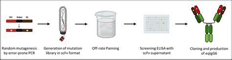 Image result for Affinity Maturation Process