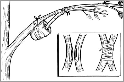 Image result for Tree Propagation