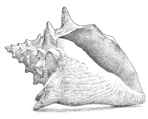 Labeled Conch Shell Drawing ಗಾಗಿ ಇಮೇಜ್ ಫಲಿತಾಂಶ