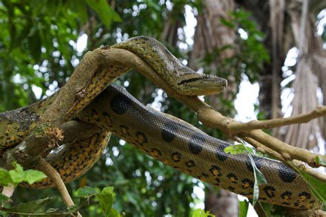 Anaconda in Amazon River ಗಾಗಿ ಇಮೇಜ್ ಫಲಿತಾಂಶ
