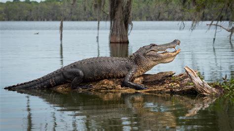 Afbeeldingsresultaten voor Alligator Hunting Hogs