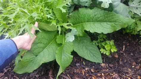Image result for Early Comfrey Plant
