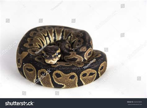 Toradh íomhá ar Python Curled Pic Cartoon