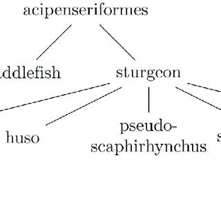Zoological Hierarchy of Fish に対する画像結果