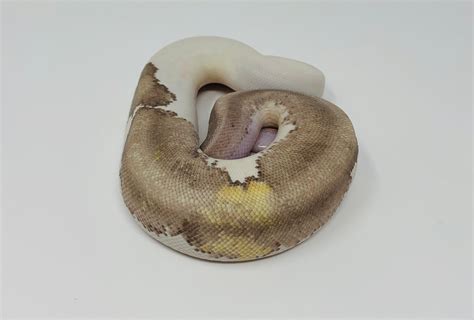 Image result for Gray Ball Python