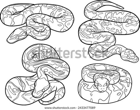 Image result for Python Snake Vector Outline