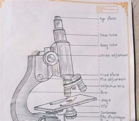 Image result for Labeled Diagram of a Compound Microscope