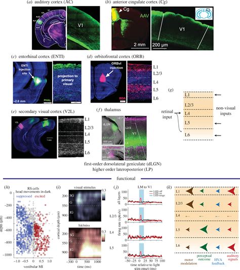 Image result for Visual Area of the Cortex