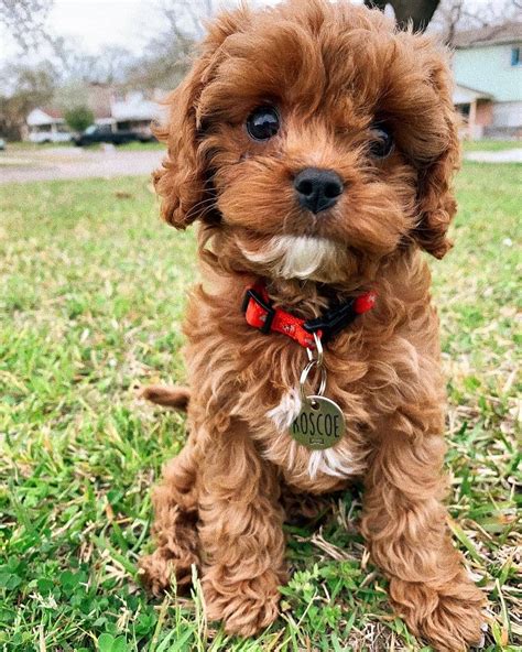 Cavapoo Puppies Breeders に対する画像結果
