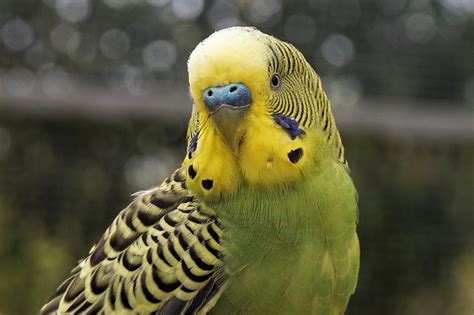 Image result for Parakeet Check List