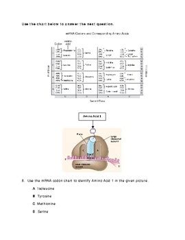 Image result for Protein Synthesis Mutations Worksheet