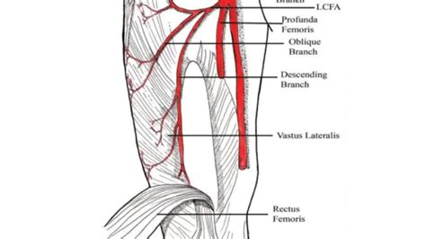 Image result for Popliteal Artery Is a Branch Of