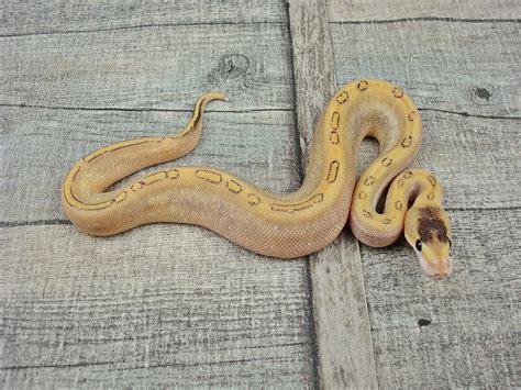 Image result for Fire Mojave Ball Python
