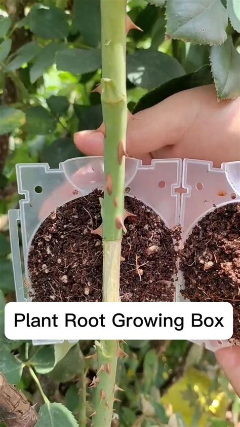 Root Growth Box に対する画像結果