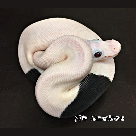 Image result for White Panda Ball Python