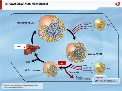 Afbeeldingsresultaten voor Lipid Enzyme