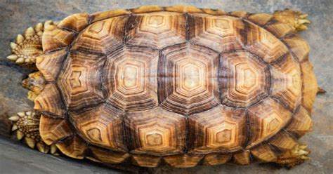 Image result for Tortoise Shell Geometry