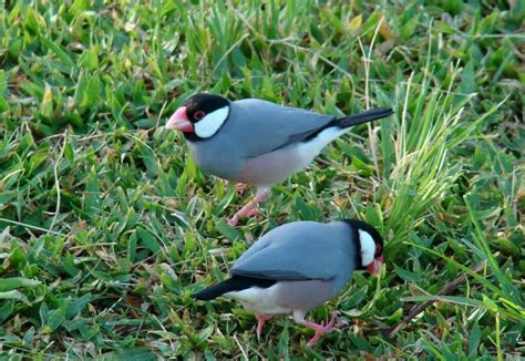 Image result for Java Sparrow Animal