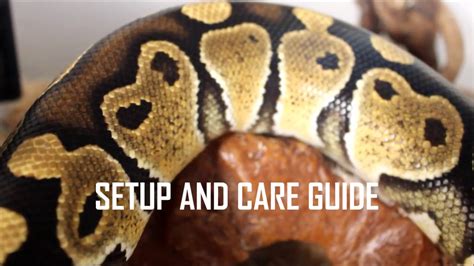 Image result for Ball Python Setup and Care