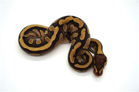 Image result for Ball Python Cinder