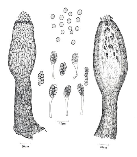 Ascocarp Development Diagram に対する画像結果
