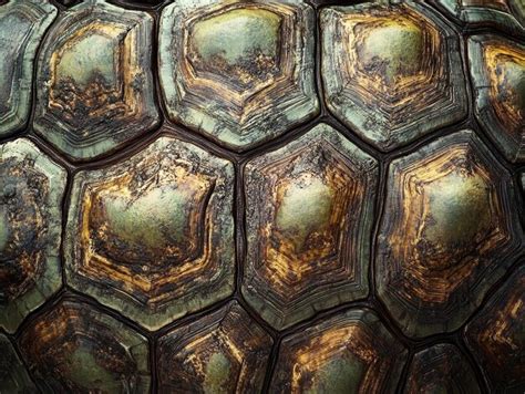 Image result for Turtle Line Shell Texture