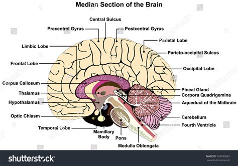 Afbeeldingsresultaten voor Brain Structure