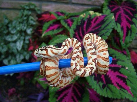 Coma Python Hybrid に対する画像結果