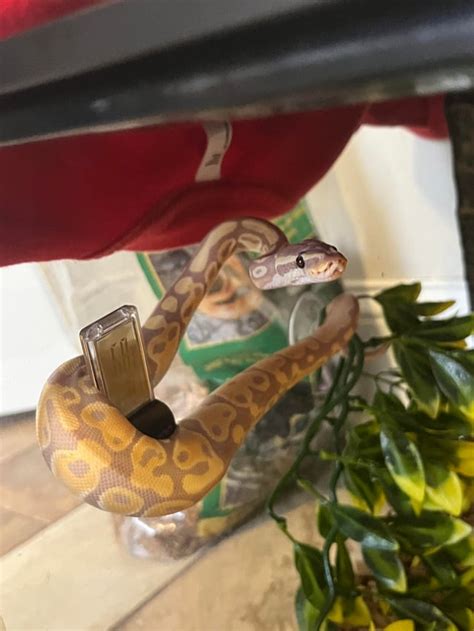 Image result for Ball Python Molds