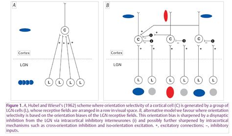 Image result for Visual Brain Coding