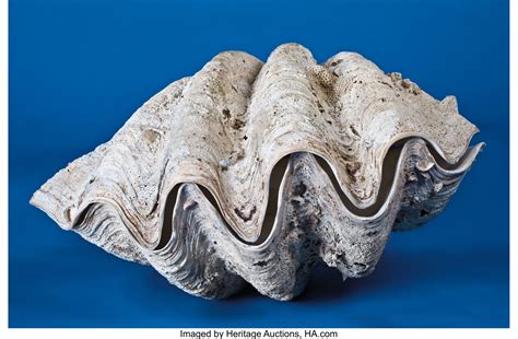 Image result for Biggest Clam Shell