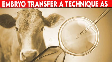 Image result for How to Do Embryo Transfer in Cow