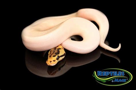 Ball Python Care Sheet – Reptiles by Mack