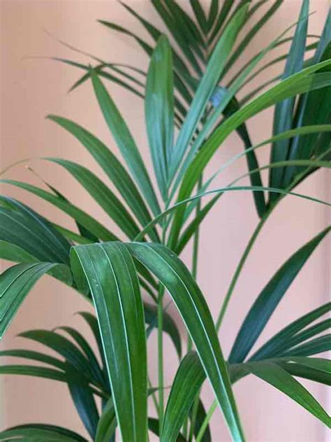 Image result for Kentia Palm Tree