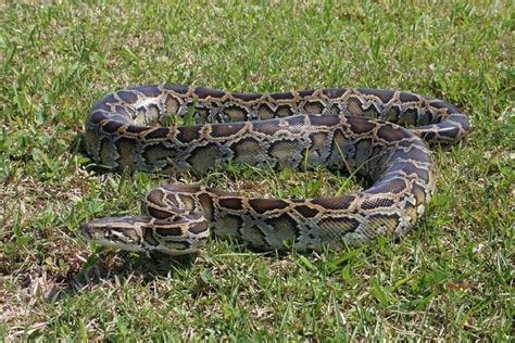 Image result for Florida Python Deer