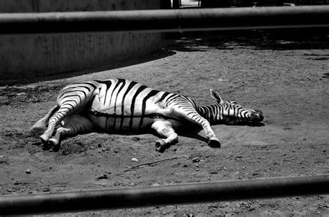 Image result for Dead Zebra