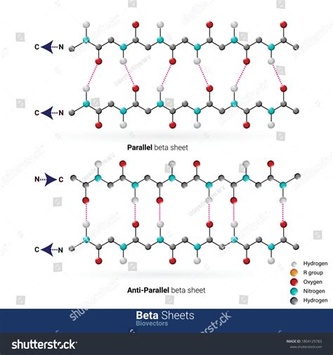 Image result for Parallel Beta Sheet Structure