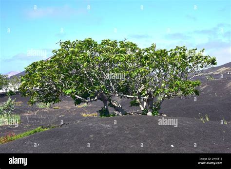 Image result for Native Fig Tree